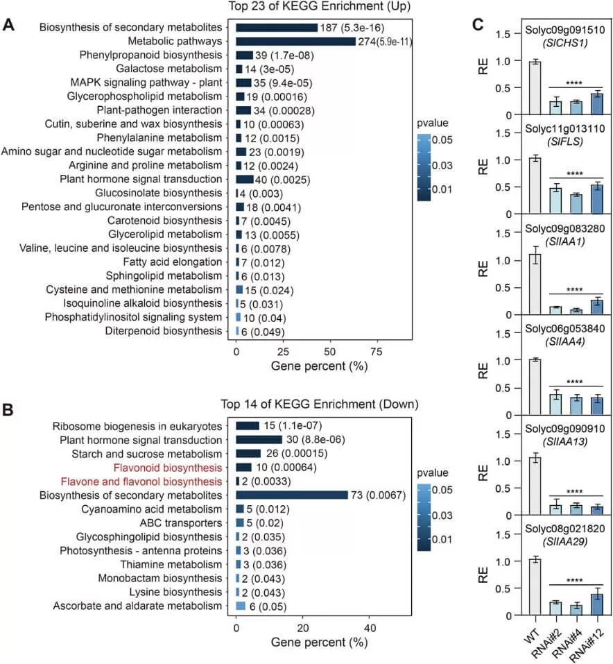  SlBEL11 regulates genes involved in flavonoid biosynthesis (Dong et al., 2024)